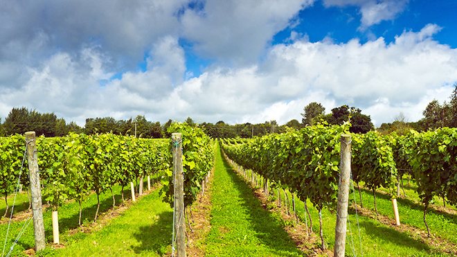 Gladwin brothers open up Nutbourne vineyard to public